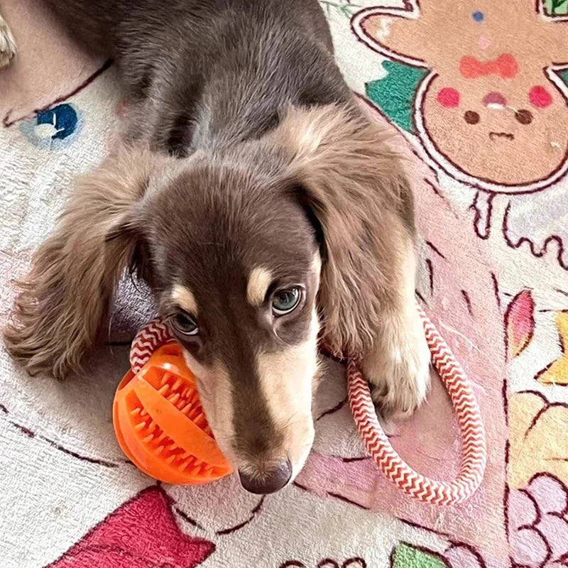 Paw Fun Treat Balls