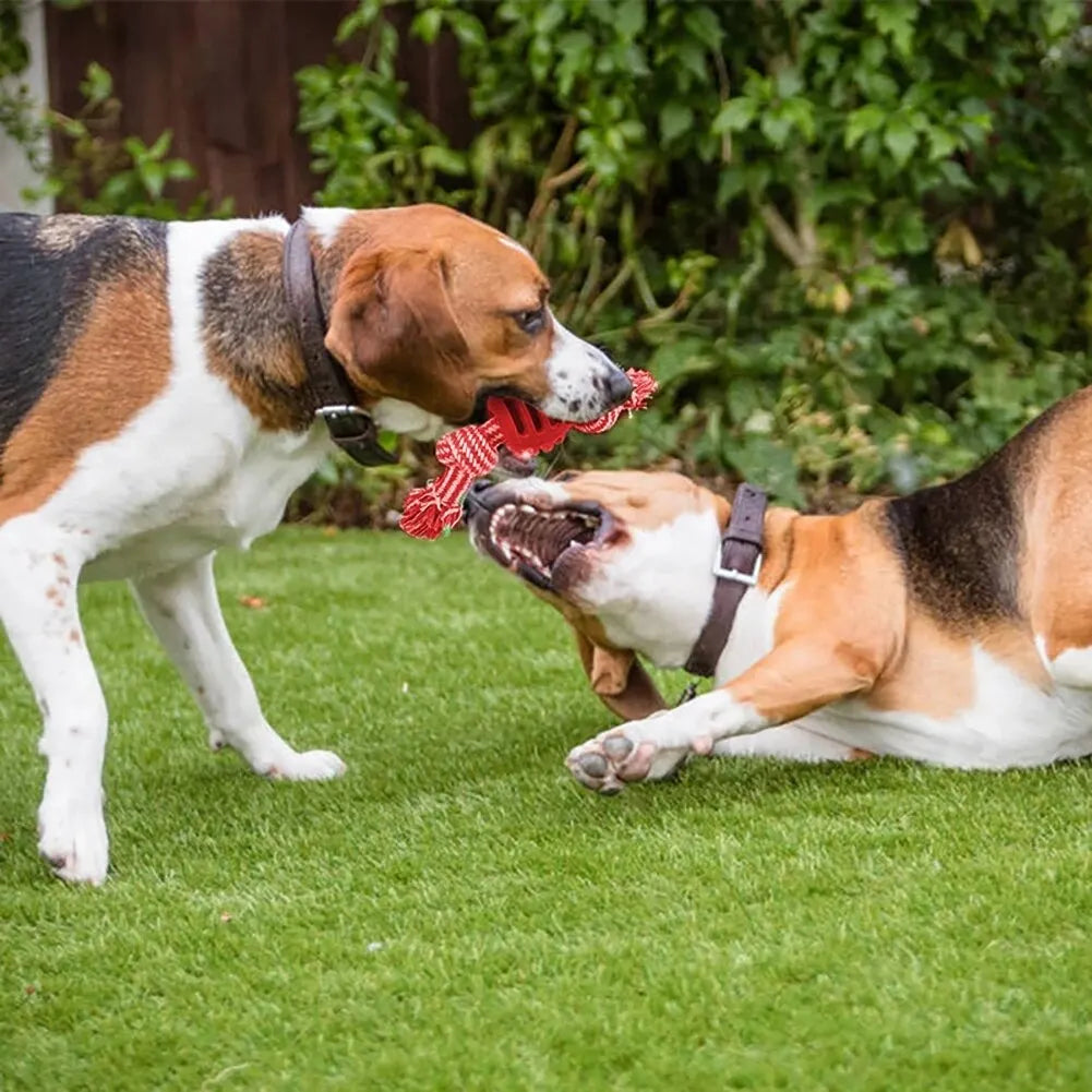 Puppy Play & Clean Rope