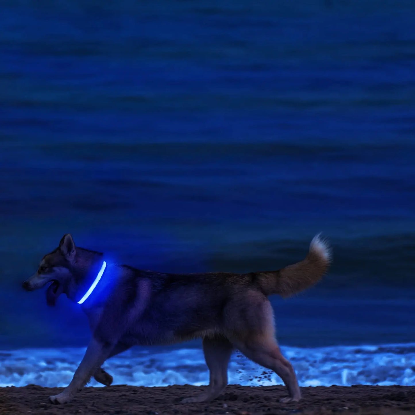 GlowUp LED Dog Collar