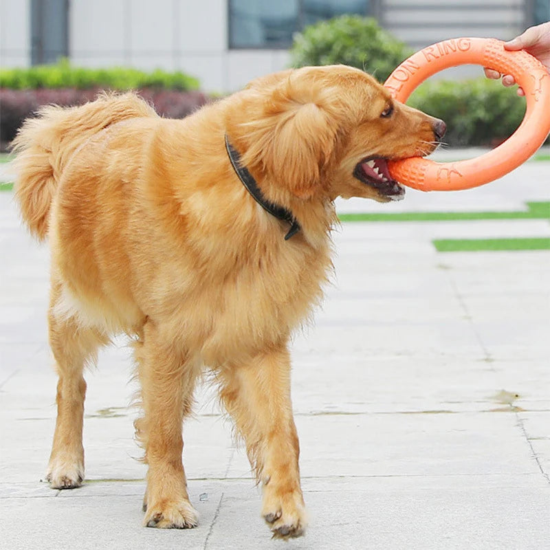 Fun Fetch Ring for Dogs